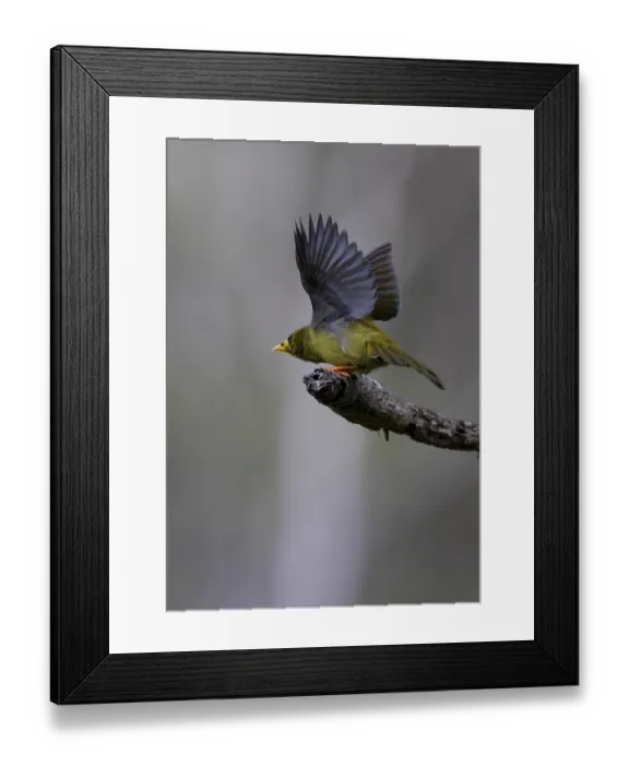 Framed Print : Bell Miner (Manorina melanophrys) Framed Print : Bell Miner (Manorina melanophrys)