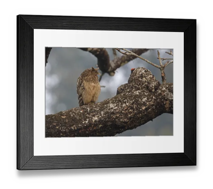 Framed Print : Brown Fish-owl (Ketupa zeylonensis) Framed Print : Brown Fish-owl (Ketupa zeylonensis)