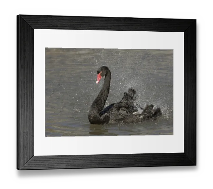 Framed Print : Black Swan (Cygnus atratus), adult Framed Print : Black Swan (Cygnus atratus), adult