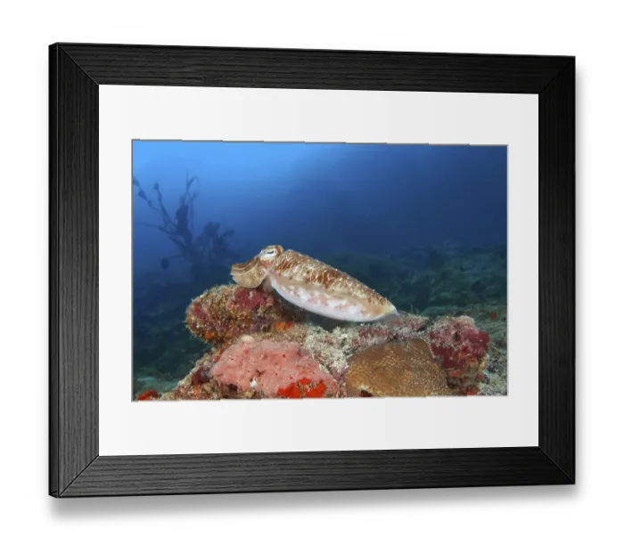 Framed Print : Sepia (Sepia officinalis), young