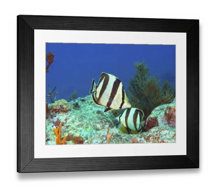Framed Print : Banded butterflyfish (Chaetodon striatus)