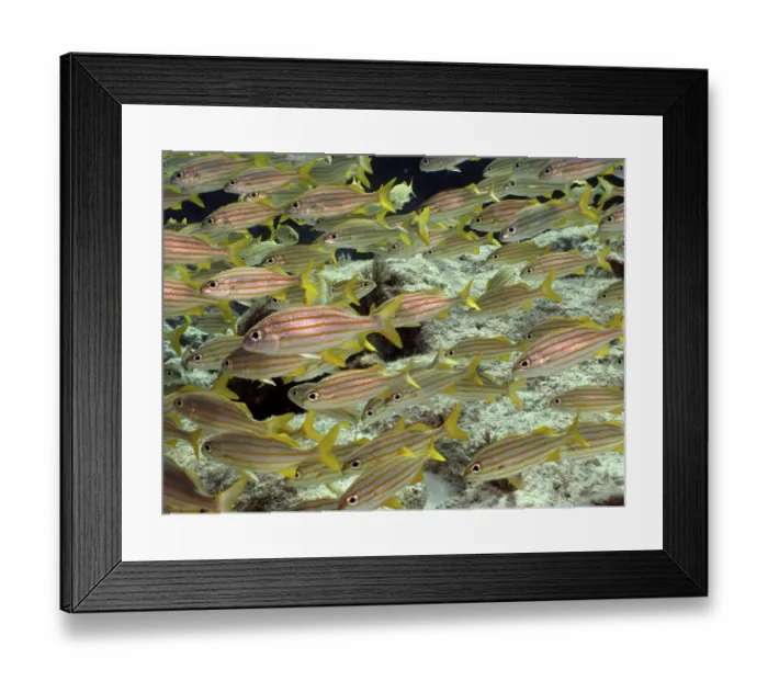 Framed Print : A school of yellow fish with stripes Framed Print : A school of yellow fish with stripes