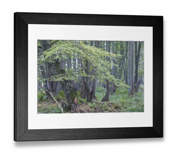 Framed Print : Darss Forest, Common Beech trees (Fagus sylvatica) Framed Print : Darss Forest, Common Beech trees (Fagus sylvatica)