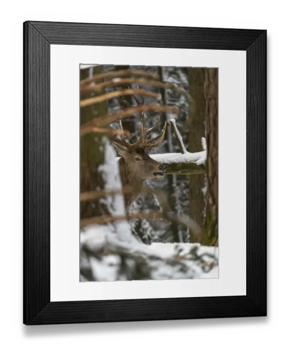 Framed Print : One Red Deer stag standing in a snow covered dense forest in winter Framed Print : One Red Deer stag standing in a snow covered dense forest in winter