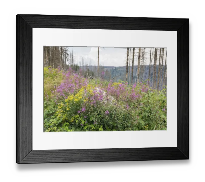 Framed Print : Blooming sallies (Epilobium angustifolium) and Greiskraut (Senecio)
