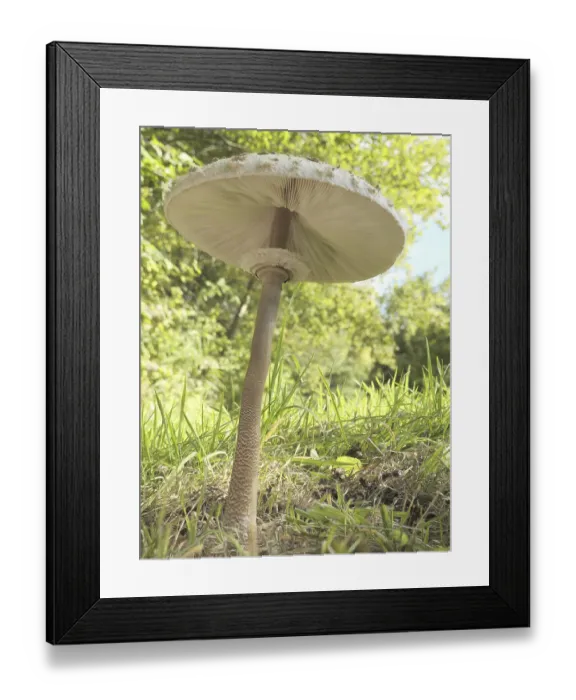 Framed Print : Parasol mushroom (Macrolepiota procera) growing at the edge of a forest Framed Print : Parasol mushroom (Macrolepiota procera) growing at the edge of a forest