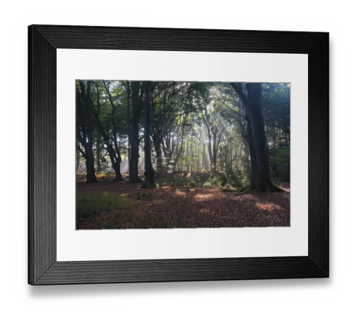 Framed Print : Sun rays shining through trees in forest