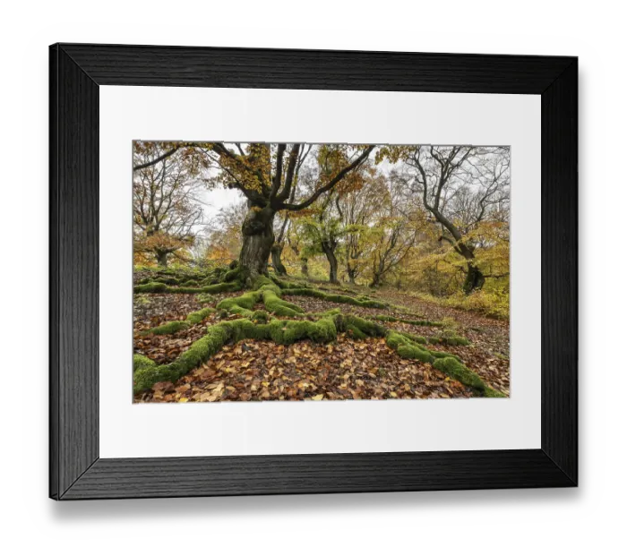 Framed Print : Old copper beech (Fagus sylvatica) Framed Print : Old copper beech (Fagus sylvatica)