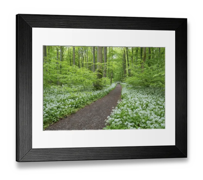 Framed Print : Path through a near-natural deciduous forest Framed Print : Path through a near-natural deciduous forest