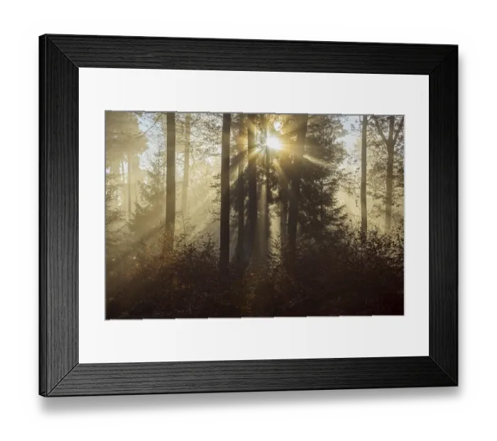 Framed Print : Autumn Forest at Sunrise with Morning Mist and Sunbeams Framed Print : Autumn Forest at Sunrise with Morning Mist and Sunbeams