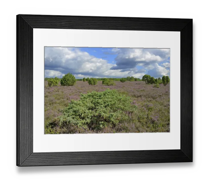 Framed Print : Heath landscape, juniper forest Schmarbeck