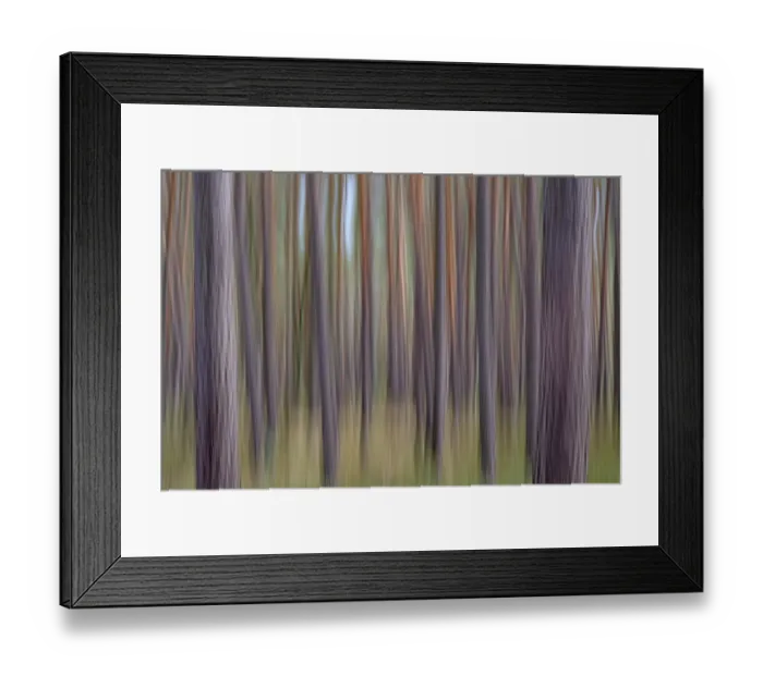 Framed Print : Pine (Pinus) forest at Eicksberg