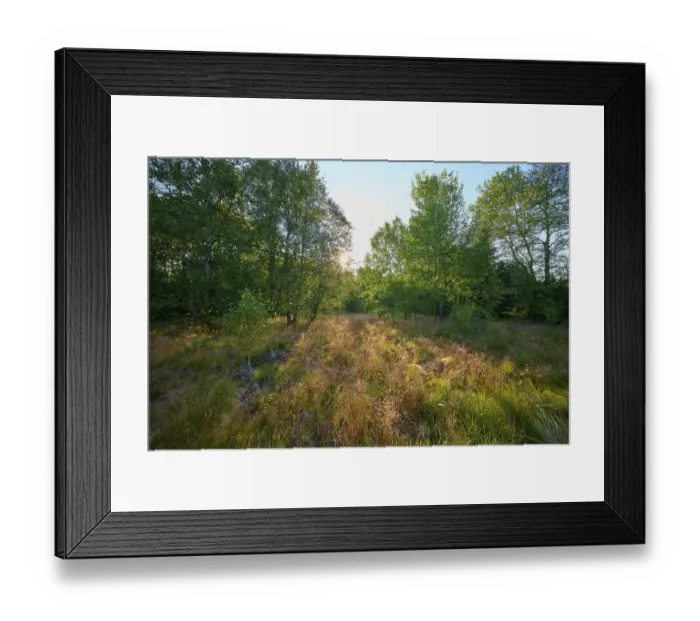 Framed Print : Sun shining on a clearing in the forest