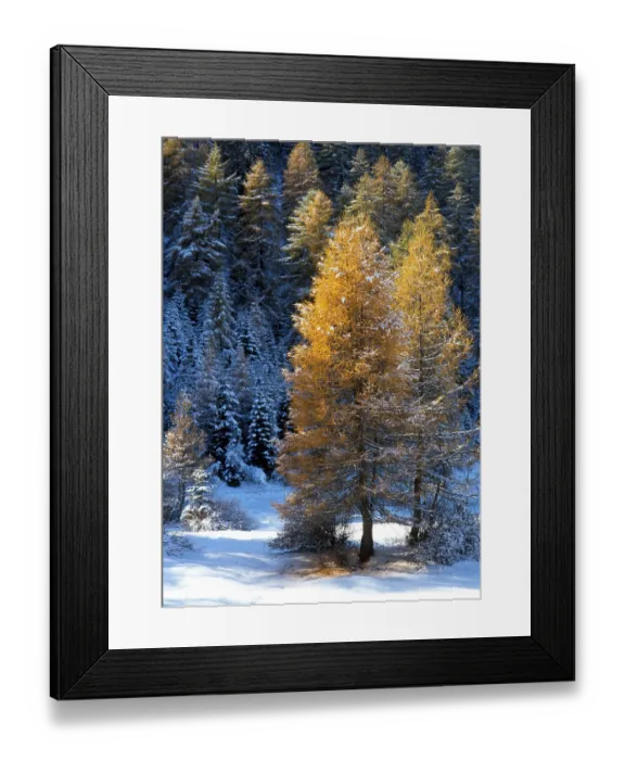 Framed Print : European Larch trees (Larix decidua) Framed Print : European Larch trees (Larix decidua)
