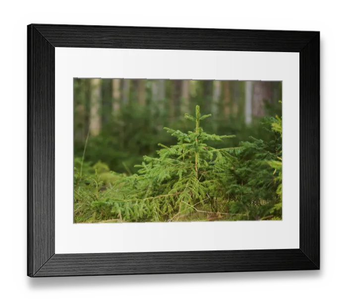 Framed Print : Norway spruce (Picea abies) tree growing in a forest Framed Print : Norway spruce (Picea abies) tree growing in a forest
