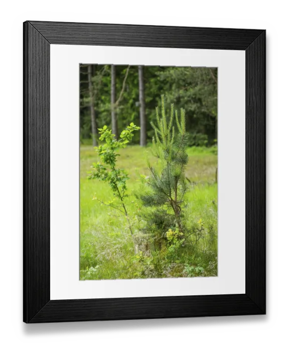 Framed Print : Scots pine (Pinus sylvestris) and Pedunculate oak (Quercus robur) tree growing in a forest