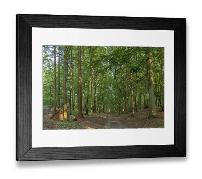 Framed Print : Forest near Sellin, Ruegen Island Framed Print : Forest near Sellin, Ruegen Island