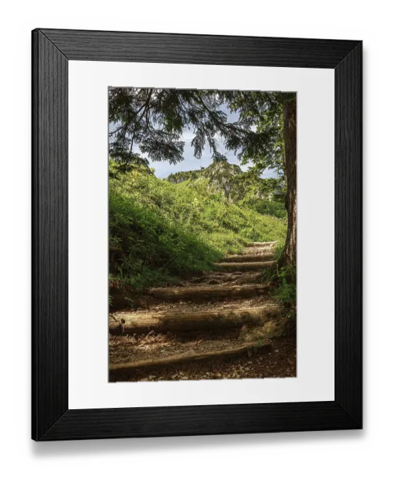 Framed Print : Forest path that runs under trees in a hilly landscape in the sunlight Framed Print : Forest path that runs under trees in a hilly landscape in the sunlight