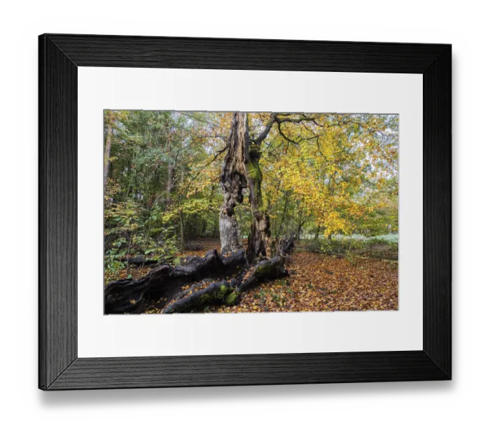 Framed Print : Old hute beech in autumn, Kellerwald