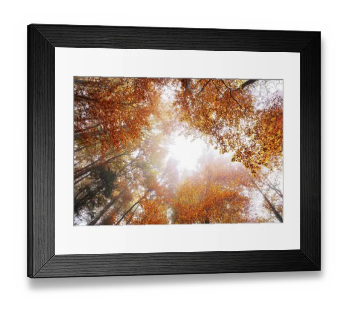 Framed Print : Autumnal deciduous forest, Mondseeland Framed Print : Autumnal deciduous forest, Mondseeland