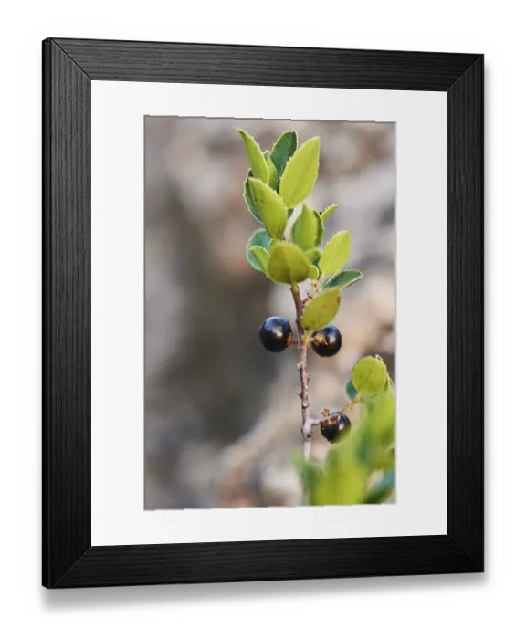 Framed Print : Mediterranean buckthorn (Rhamnus alaternus) growing at Mount 'La Talaia del Montmell' at evening