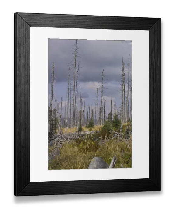 Framed Print : Withered trees in a barren landscape under a cloudy sky Framed Print : Withered trees in a barren landscape under a cloudy sky