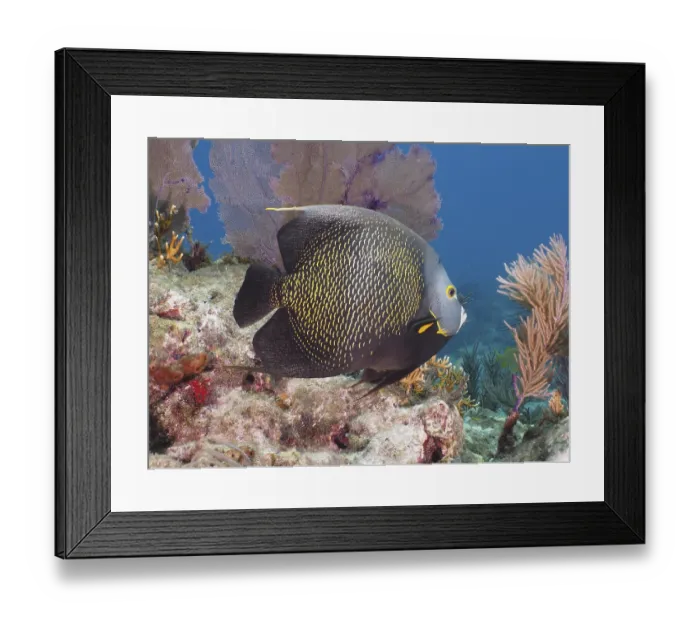 Framed Print : French angelfish (Pomacanthus paru) in front of common sea fan (Gorgonia ventalina)