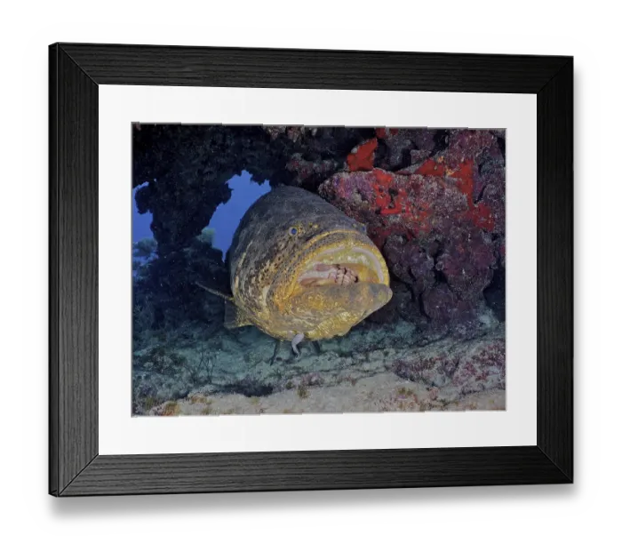 Framed Print : Atlantic goliath grouper (Epinephelus itajara) with open mouth at cleaning station