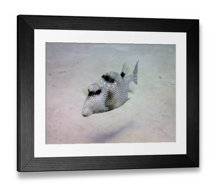 Framed Print : Spotted trunkfish (Lactophrys bicaudalis)