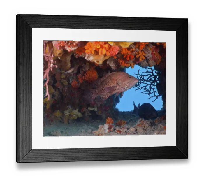 Framed Print : Caribbean grouper (Cephalopholis cruentata)