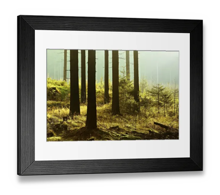 Framed Print : Sunny spruce forest with fog in the morning light Framed Print : Sunny spruce forest with fog in the morning light