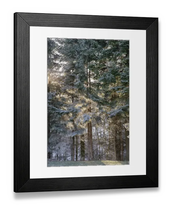 Framed Print : Sun shining through a hoar frost covered forest