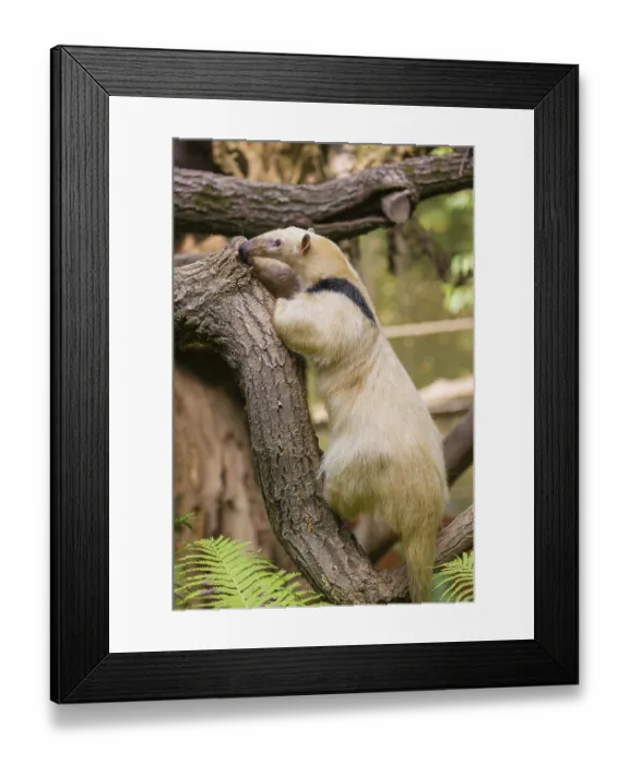 Framed Print : One southern tamandua (Tamandua tetradactyla)