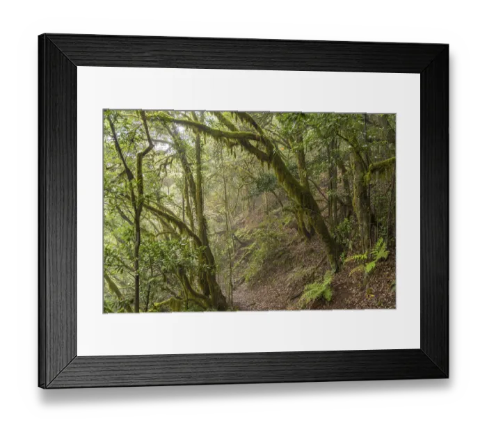 Framed Print : El Cedro laurel forest in Garajonay National Park