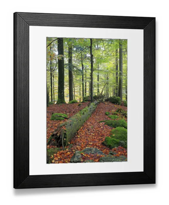 Framed Print : Dead wood in the forest as an important habitat for many species