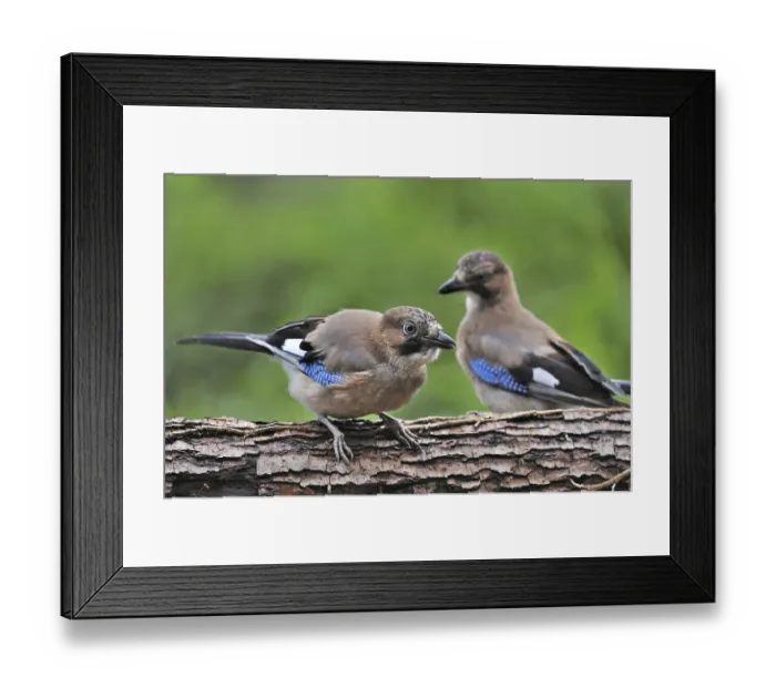 Framed Print : Two Eurasian Jays (Garrulus glandarius) perched on tree trunk in forest