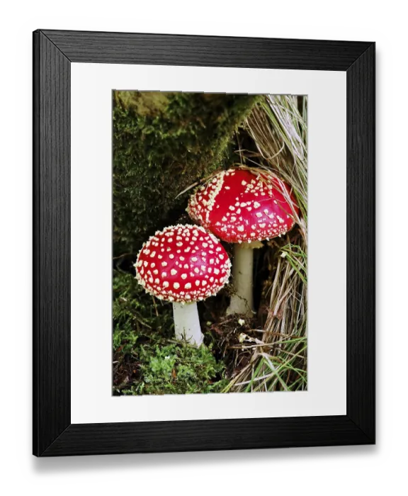 Framed Print : Fairytale toadstool (Amanita muscaria) in autumn in the forest Framed Print : Fairytale toadstool (Amanita muscaria) in autumn in the forest