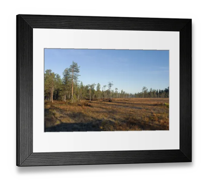 Framed Print : Forest in Finnish Taiga, Kuhmo