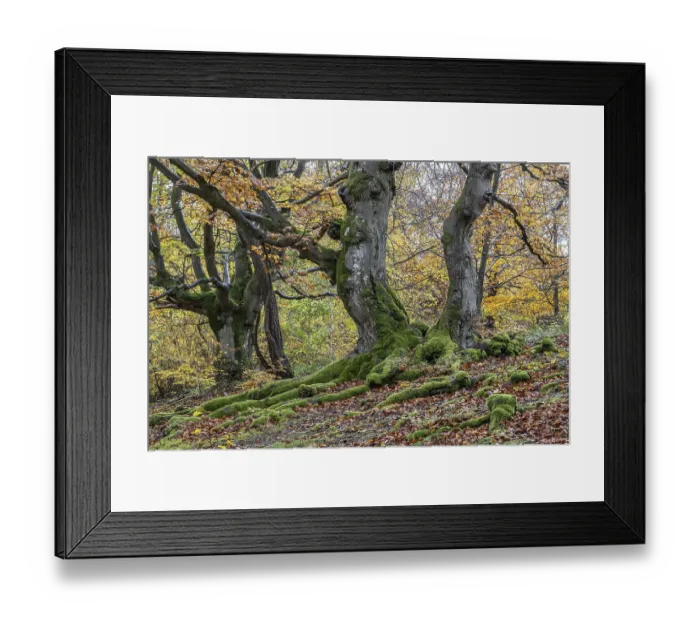 Framed Print : Old copper beeches (Fagus sylvatica) in the Hutewald Halloh