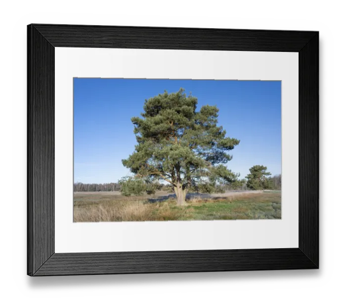 Framed Print : Scots pine (Pinus sylvestris), solitary standing in a meadow