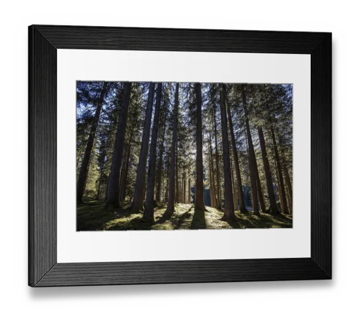 Framed Print : Spruce forest, backlit, in Tannheim Framed Print : Spruce forest, backlit, in Tannheim