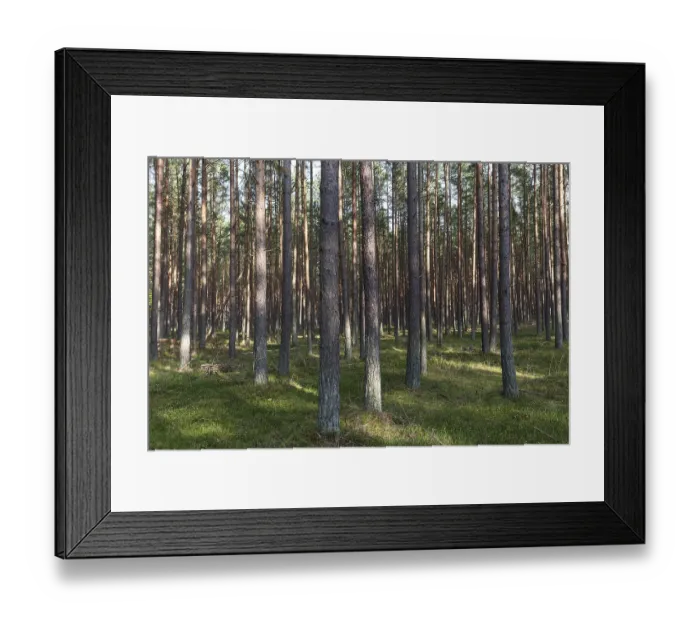 Framed Print : Pines (Pinus), pinewood, tree trunks
