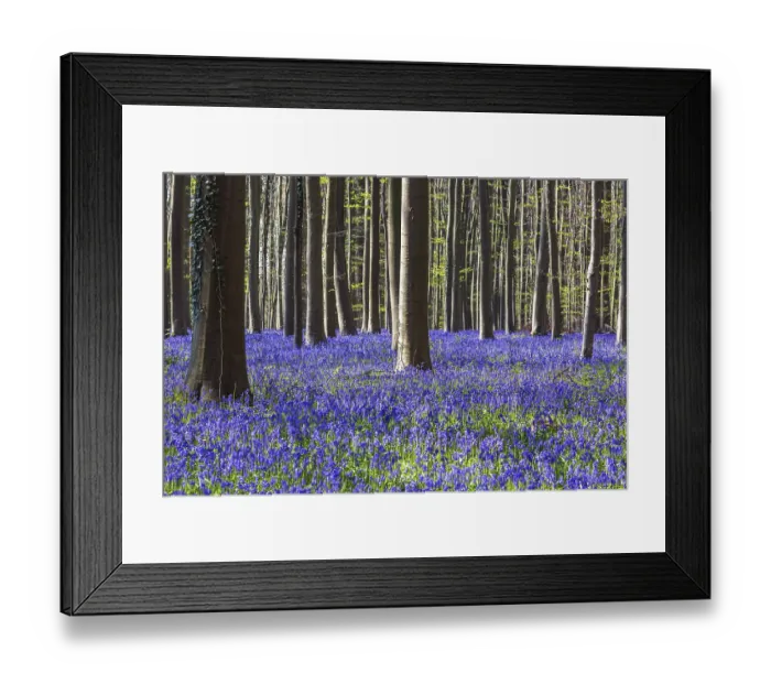Framed Print : Blue flowering bluebells (Hyacinthoides non-scripta) in the copper beech (Fagus sylvatica) forest Framed Print : Blue flowering bluebells (Hyacinthoides non-scripta) in the copper beech (Fagus sylvatica) forest