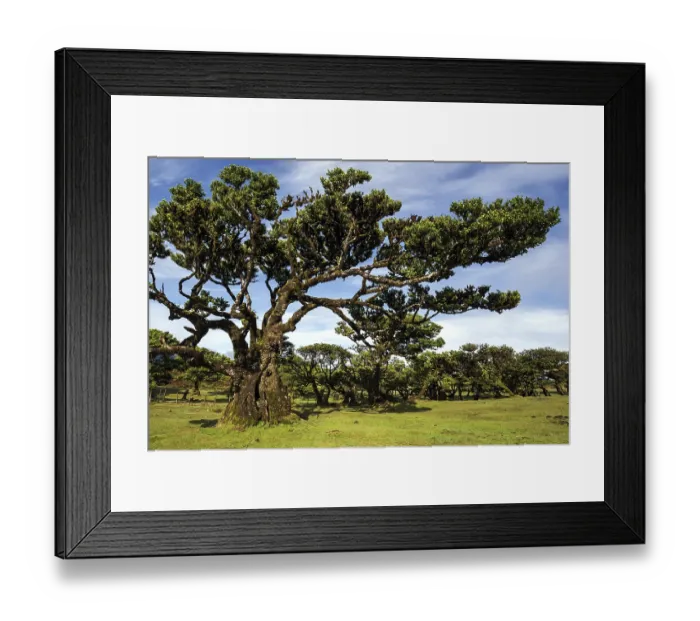 Framed Print : Laurel trees overgrown with moss and plants