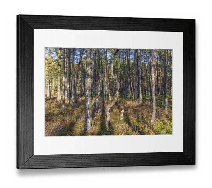 Framed Print : Tree trunks in a sunny pine forest in the nordic wilderness Framed Print : Tree trunks in a sunny pine forest in the nordic wilderness