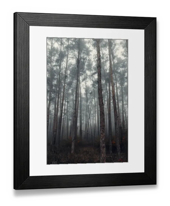Framed Print : Forest in autumn with fog, Lower Austria Framed Print : Forest in autumn with fog, Lower Austria