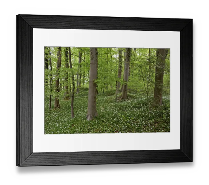 Framed Print : Deciduous forest with flowering wild garlic (Allium ursinum)