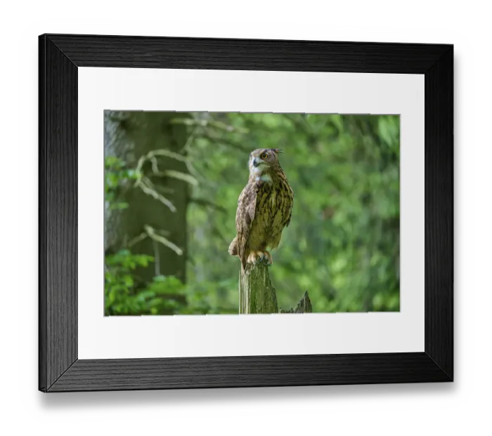 Framed Print : Eurasian eagle-owl (Bubo bubo) Framed Print : Eurasian eagle-owl (Bubo bubo)