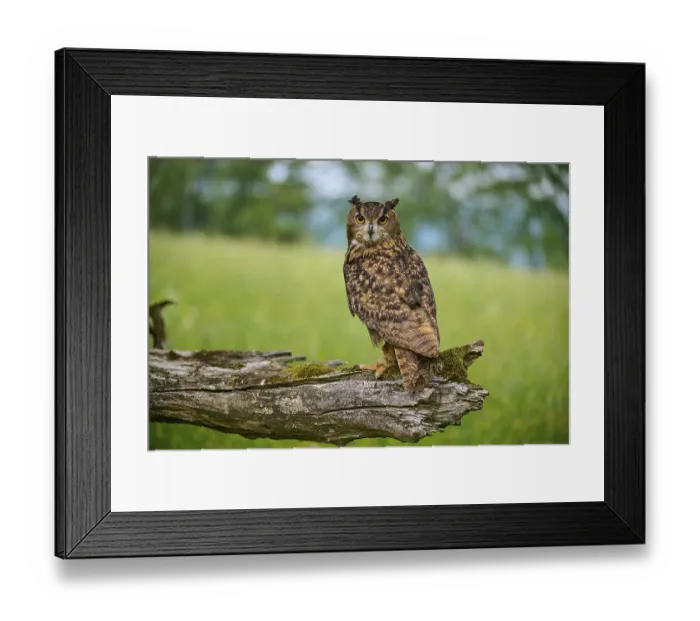Framed Print : Eurasian eagle-owl (Bubo bubo)