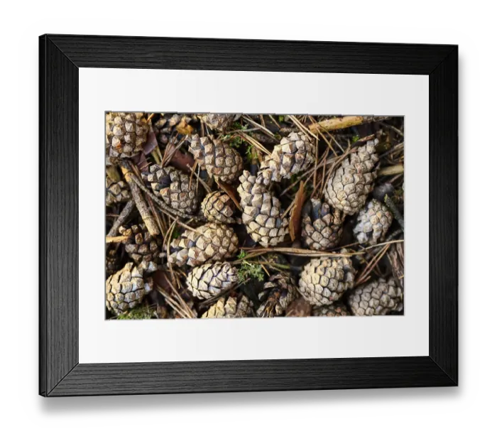 Framed Print : Scots pine (Pinus sylvestris) cone